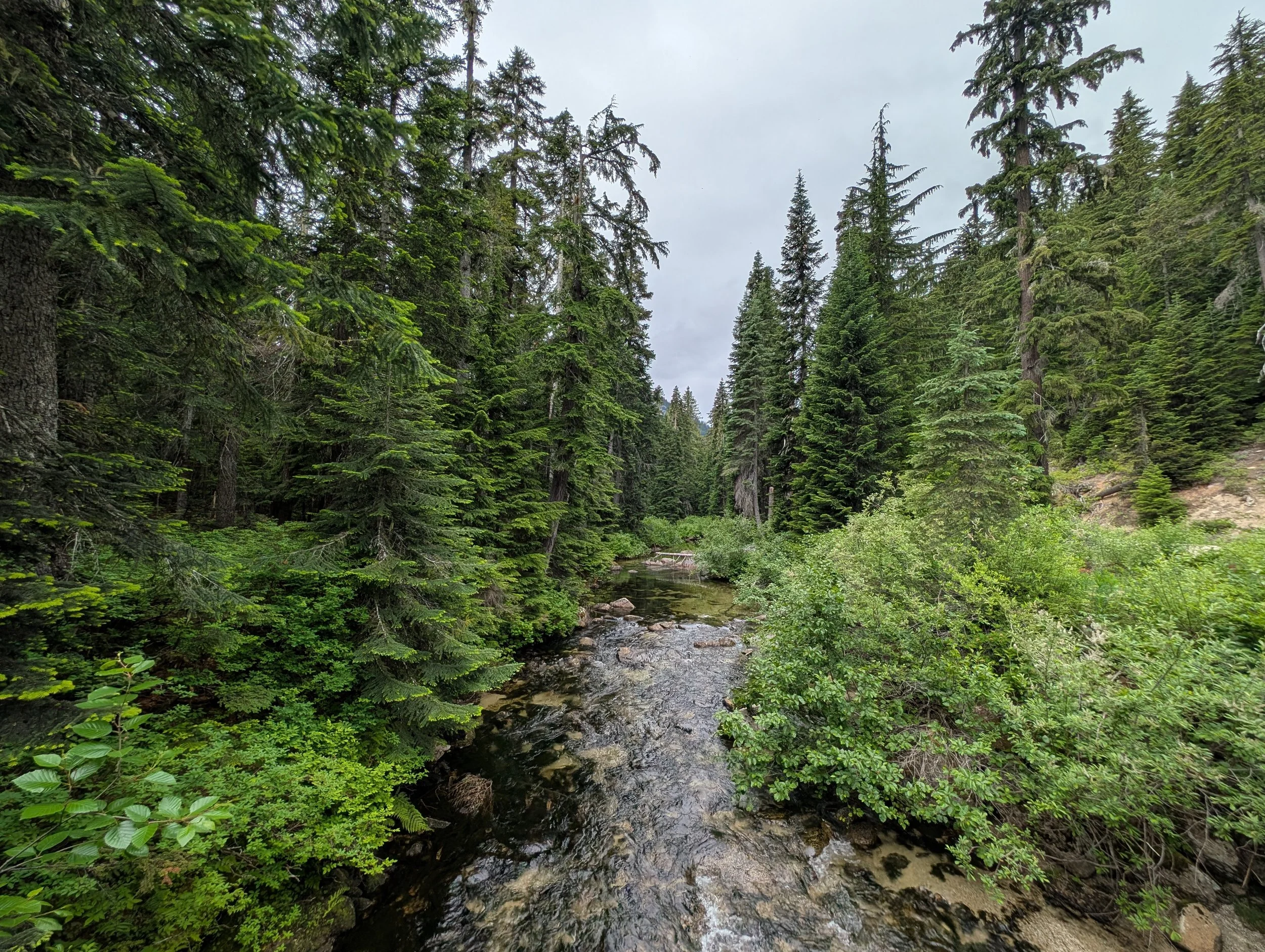 A creek in the Cascade Mountains