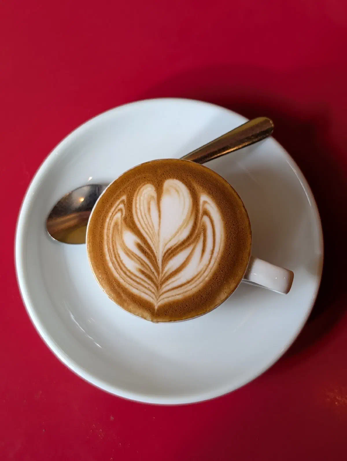 Top down view of a beautiful cortado with a milk-foam tulip design